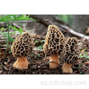 Seta de Morel Chino / Morel Seco / Morchella Conica